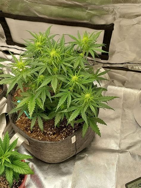 1 month old autoflower|5 week old autoflower.